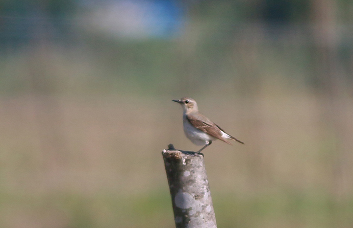 Isabelline Wheatear